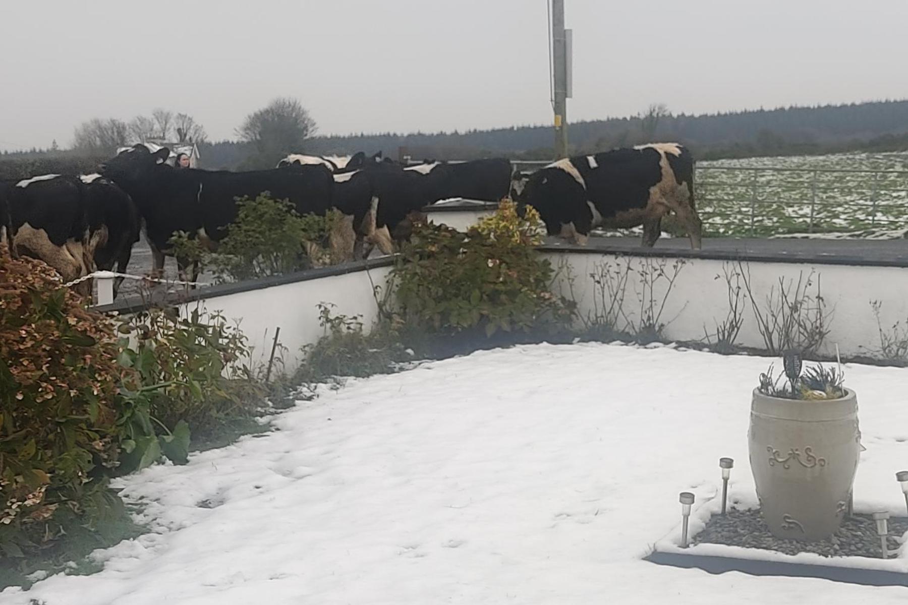 Cozy Cottage Retreat In Listowel Pet Friend المظهر الخارجي الصورة